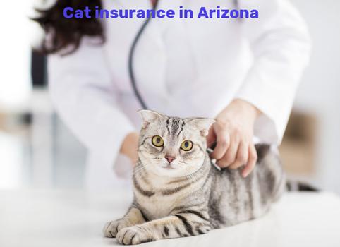 cat insurance in Arizona