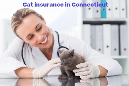 cat insurance in Connecticut