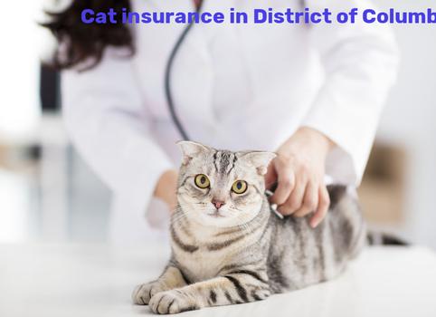 cat insurance in District of Columbia