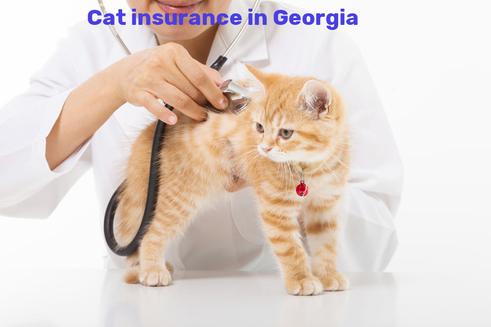 cat insurance in Georgia