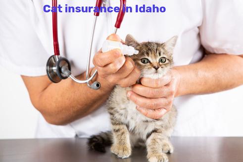 cat insurance in Idaho