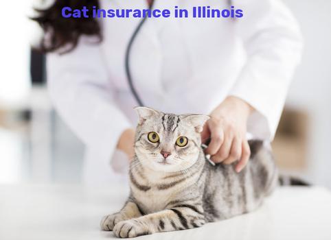 cat insurance in Illinois
