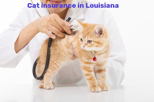 cat insurance in Louisiana