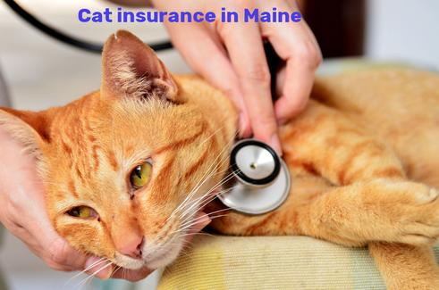 cat insurance in Maine