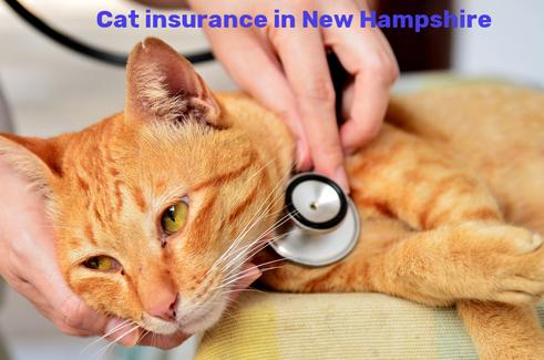 cat insurance in New Hampshire