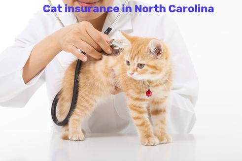 cat insurance in North Carolina