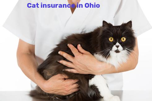 cat insurance in Ohio