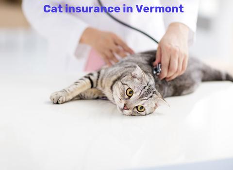 cat insurance in Vermont