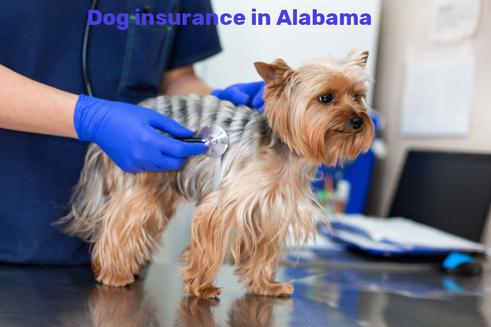 dog insurance in Alabama