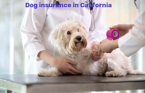 dog insurance in California
