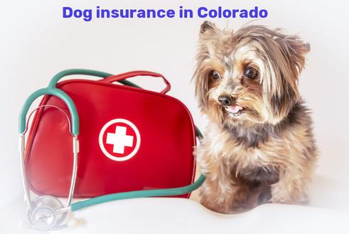 dog insurance in Colorado