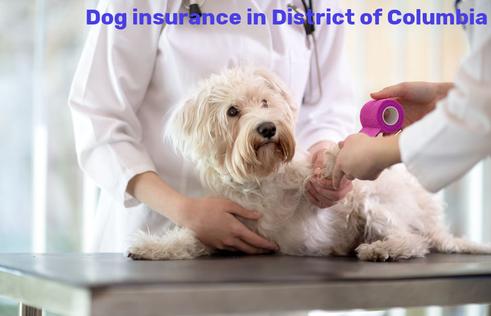 dog insurance in District of Columbia