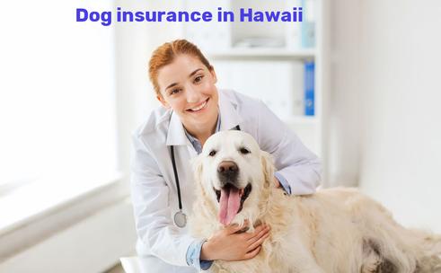 dog insurance in Hawaii