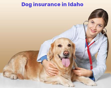 dog insurance in Idaho