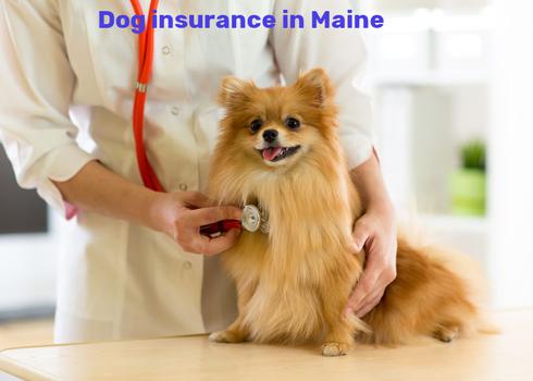 dog insurance in Maine