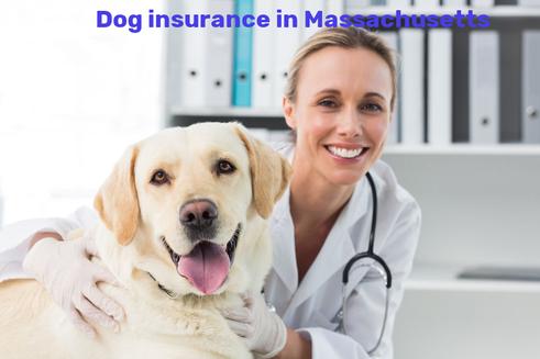 dog insurance in Massachusetts