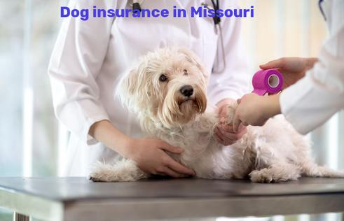 dog insurance in Missouri