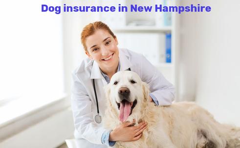 dog insurance in New Hampshire
