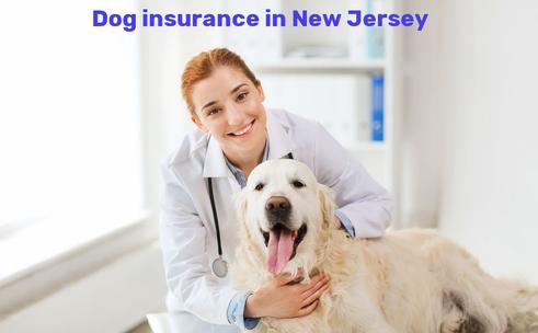 dog insurance in New Jersey