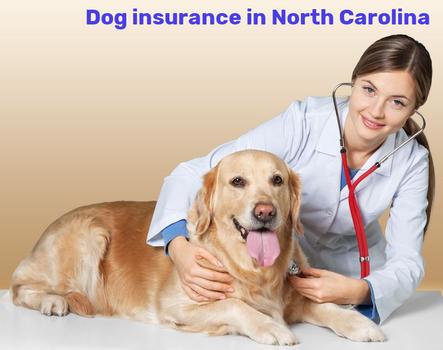 dog insurance in North Carolina
