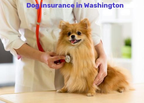 dog insurance in Washington