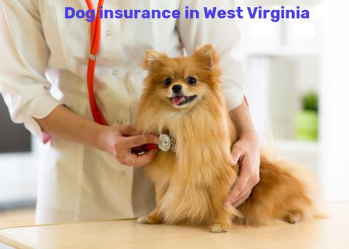 dog insurance in West Virginia