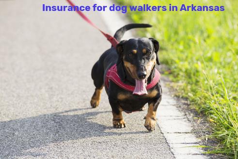 Insurance for dog walkers in Arkansas