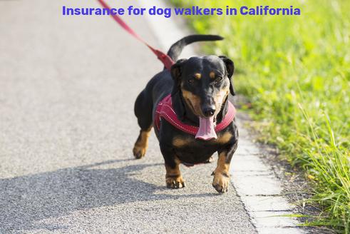 Insurance for dog walkers in California