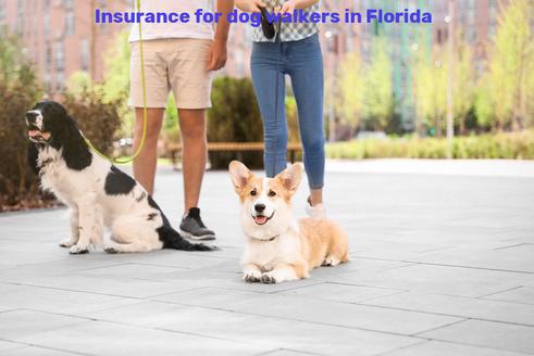 Insurance for dog walkers in Florida