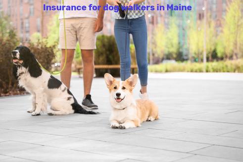 Insurance for dog walkers in Maine