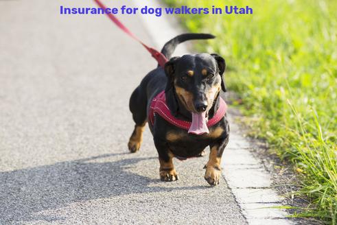Insurance for dog walkers in Utah