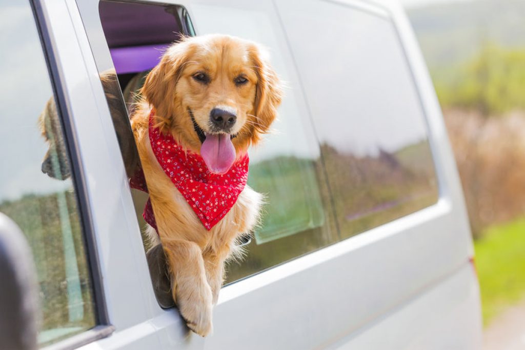 Pet Taxi Insurance - Transporting and Delivering Pets Insurance.