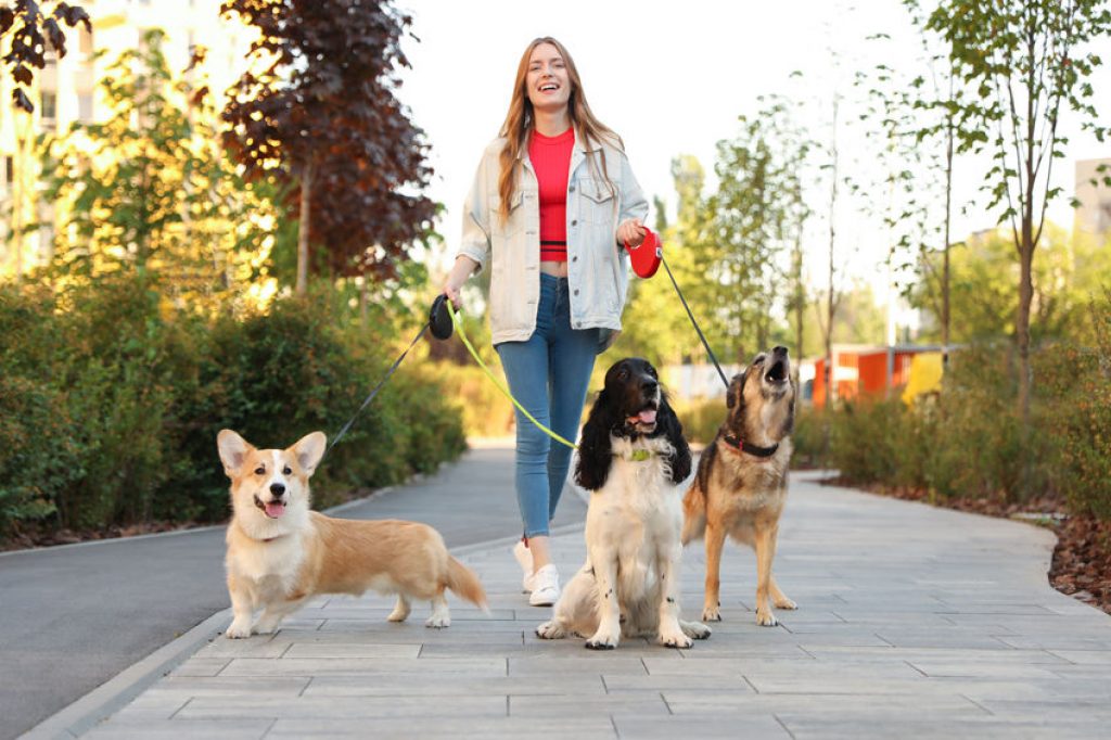 dog walker equipment